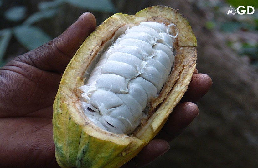 Maha Top - Cacao